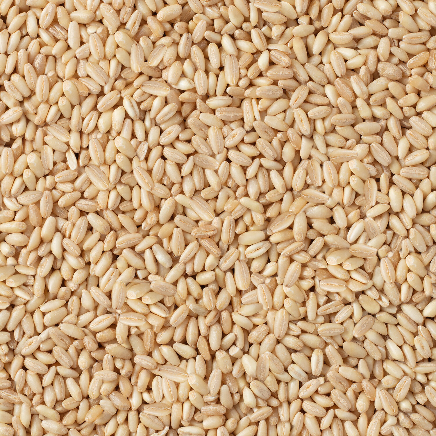 Hasata Manisa Peeled Wheat - 2